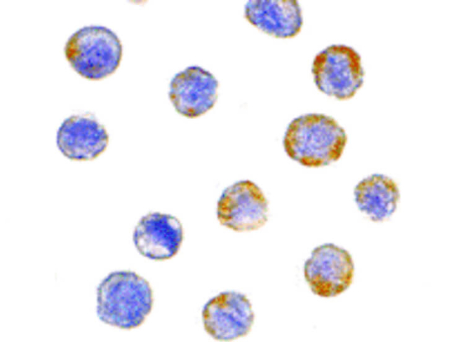 GFR alpha 2 Antibody in Immunocytochemistry (ICC/IF)