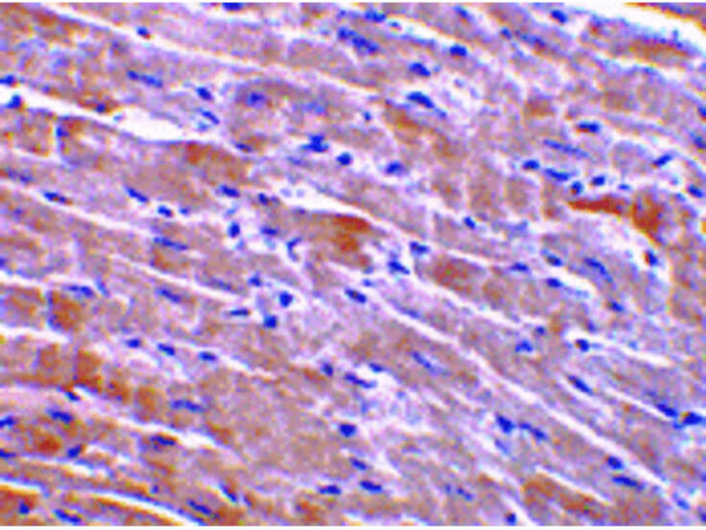 GFR alpha 3 Antibody in Immunohistochemistry (Paraffin) (IHC (P))