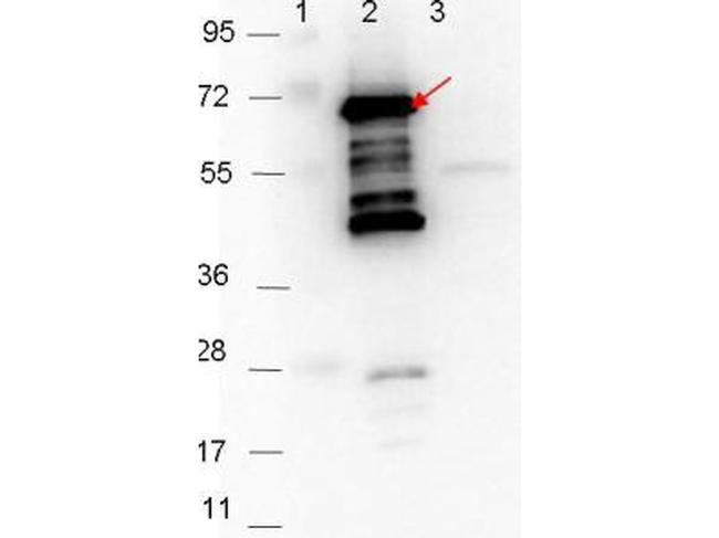 p35 Antibody in Western Blot (WB)