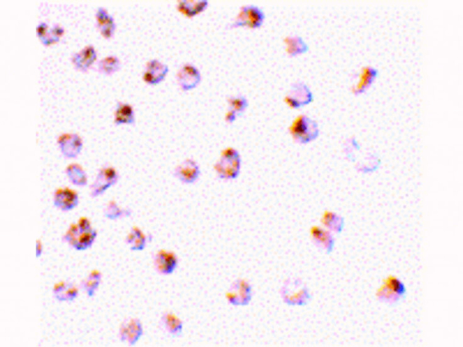 Mcl-1 Antibody in Immunocytochemistry (ICC/IF)