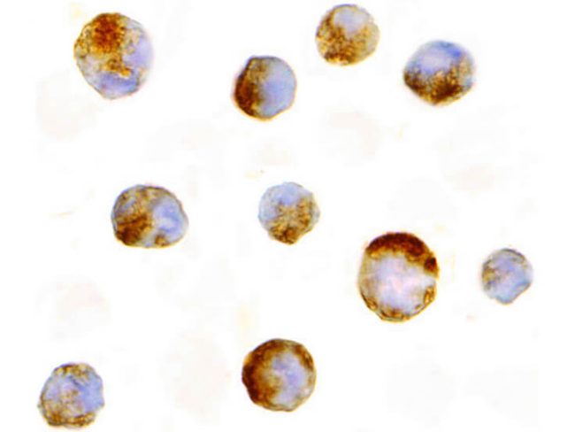 Mcl-1 Antibody in Immunocytochemistry (ICC/IF)