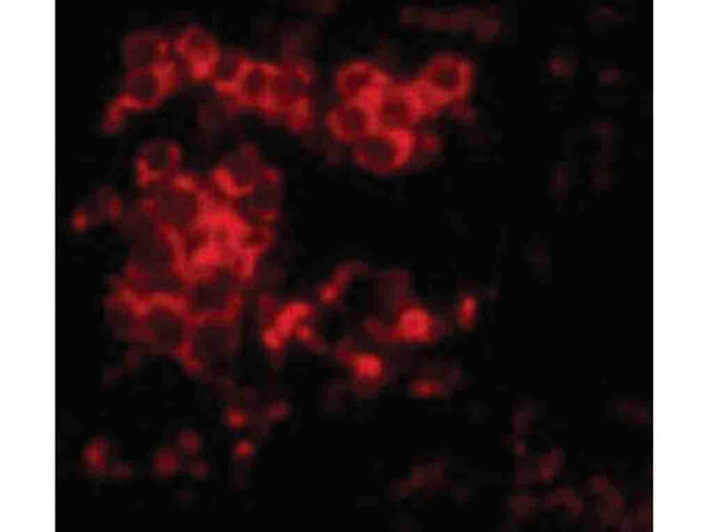 MD-2 Antibody in Immunocytochemistry (ICC/IF)