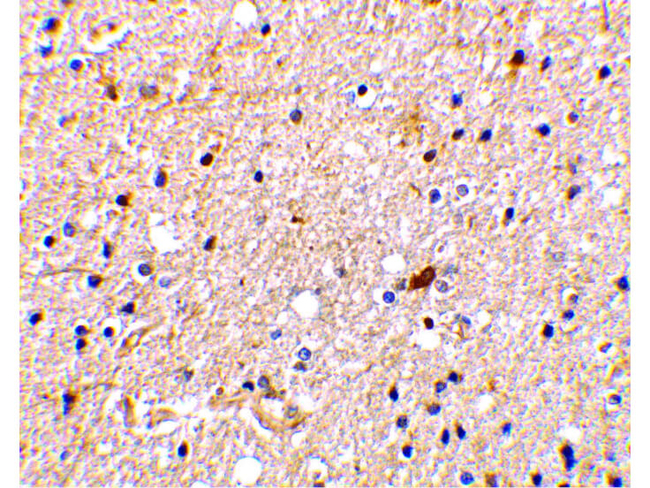 NADE Antibody in Immunohistochemistry (Paraffin) (IHC (P))