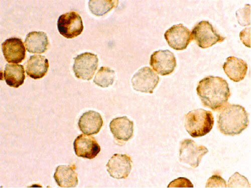 PID Antibody in Immunocytochemistry (ICC/IF)