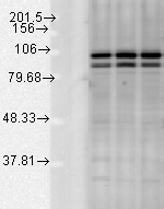 Calnexin-CT Antibody in Western Blot (WB)