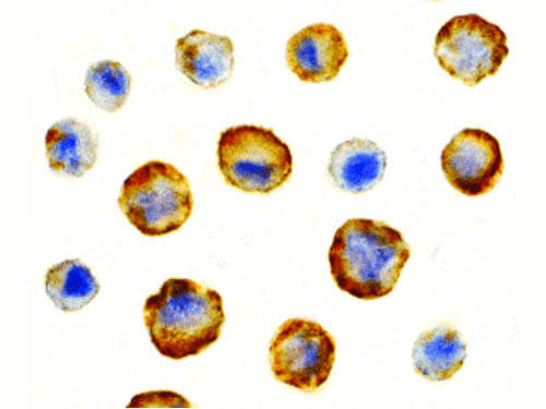BAG4 Antibody in Immunocytochemistry (ICC/IF)
