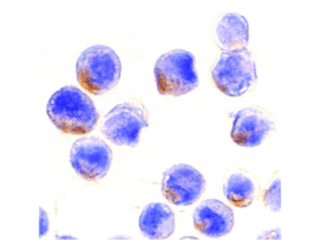 STAT1 alpha Antibody in Immunocytochemistry (ICC/IF)