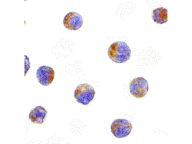 TIRP Antibody in Immunocytochemistry (ICC/IF)