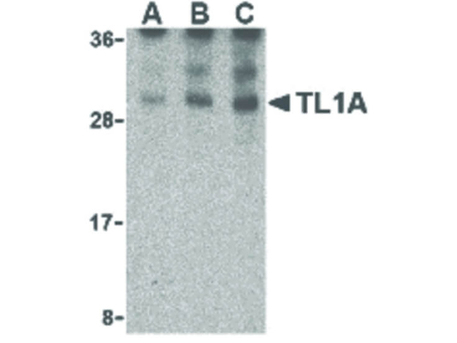 TL1A Antibody in Western Blot (WB)