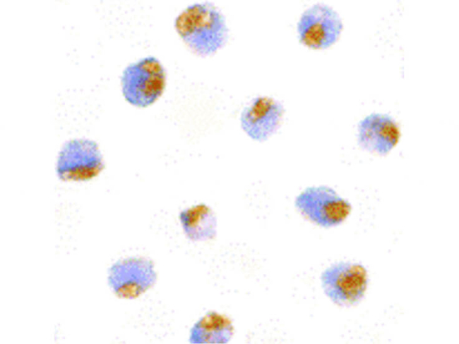 TLR1 Antibody in Immunocytochemistry (ICC/IF)