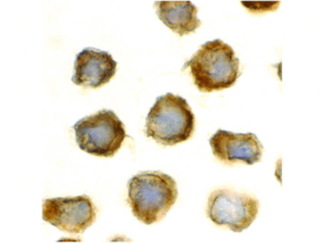 TLR11 Antibody in Immunocytochemistry (ICC/IF)