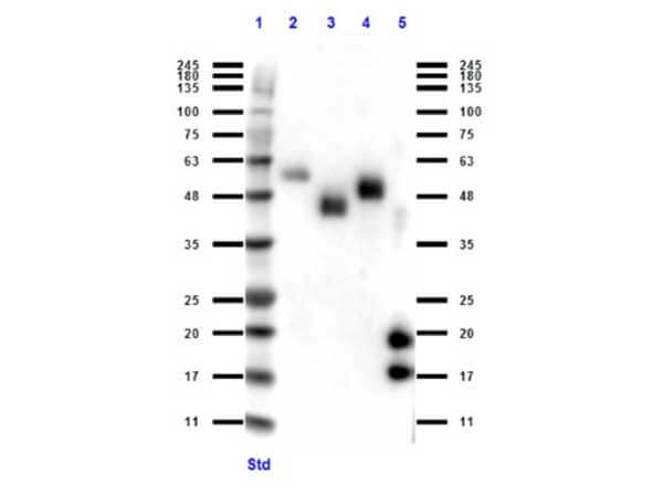 VHH Antibody in Western Blot (WB)