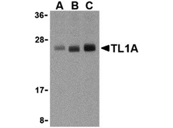 TL1A Antibody in Western Blot (WB)