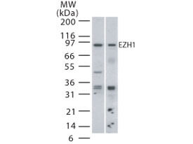 EZH1 Antibody in Western Blot (WB)