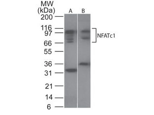 NFATc1 Antibody in Western Blot (WB)