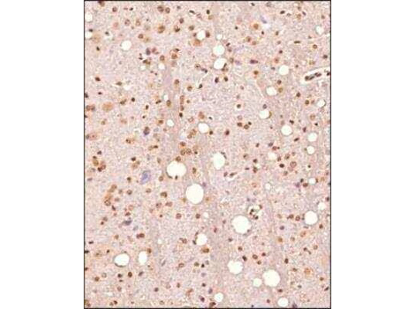 Nur77 Antibody in Immunohistochemistry (Paraffin) (IHC (P))