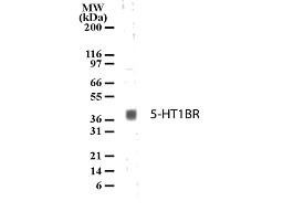 Serotonin Receptor 1B Antibody in Western Blot (WB)