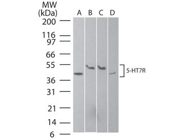 Serotonin Receptor 7 Antibody in Western Blot (WB)