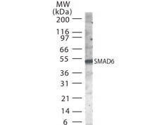 SMAD6 Antibody in Western Blot (WB)