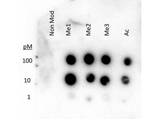 H3K27me3 Antibody in Dot Blot (DB)
