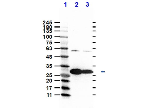 Nuclease/NucA Antibody in Western Blot (WB)