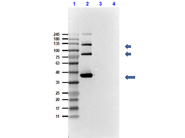 T4 RNA Ligase Antibody in Western Blot (WB)