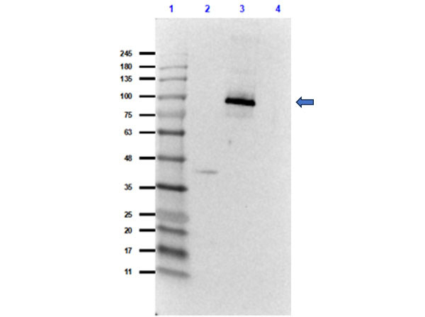 T7 RNA Polymerase Antibody in Western Blot (WB)