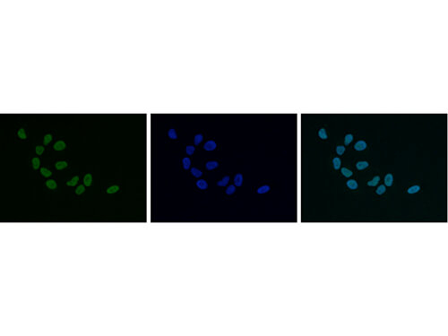 HP1 alpha, beta, gamma Antibody in Immunocytochemistry (ICC/IF)