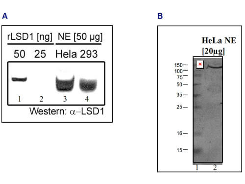 LSD1 Antibody in Western Blot (WB)