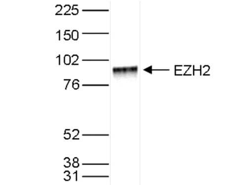EzH2 Antibody in Western Blot (WB)
