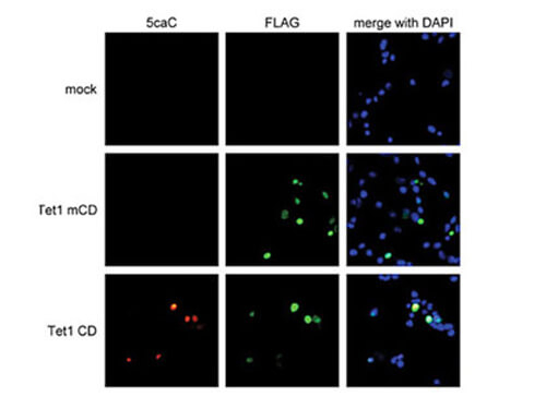 5-caC Antibody in Immunocytochemistry (ICC/IF)