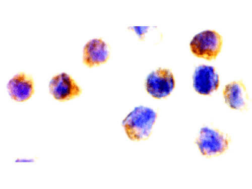 AIF Antibody in Immunocytochemistry (ICC/IF)