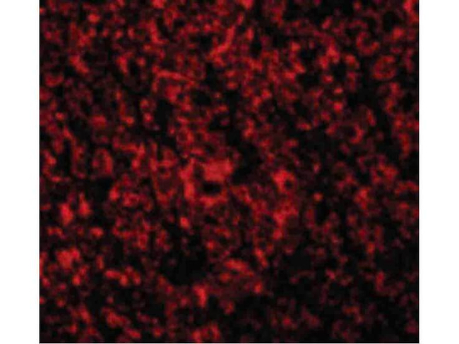 ARMER Antibody in Immunocytochemistry (ICC/IF)