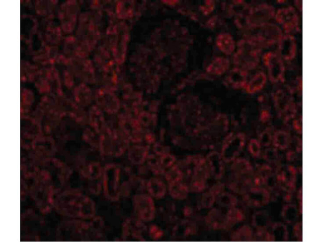 BCL2 Antibody in Immunocytochemistry (ICC/IF)