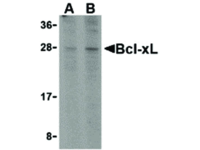 BCL-xL Antibody in Western Blot (WB)