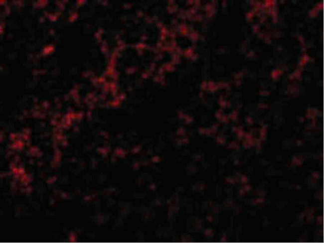 BID Antibody in Immunocytochemistry (ICC/IF)
