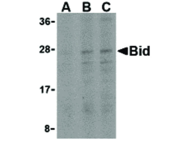 BID Antibody in Western Blot (WB)