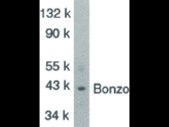 BONZO Antibody in Western Blot (WB)