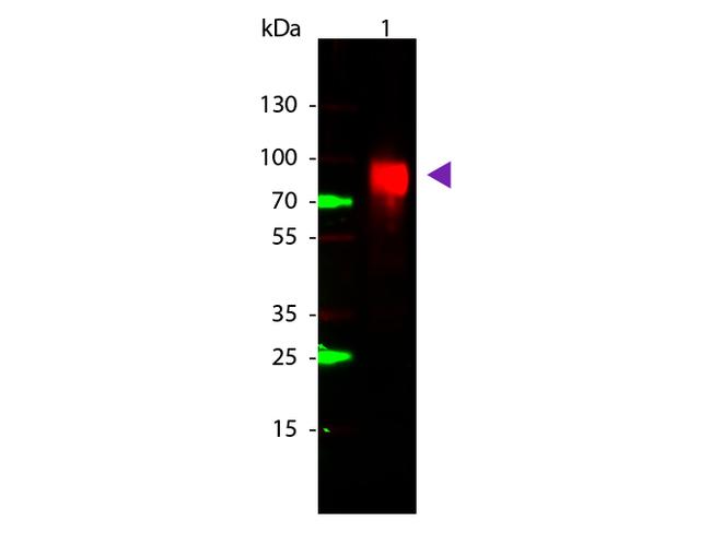 Glucose Oxidase Antibody in Western Blot (WB)