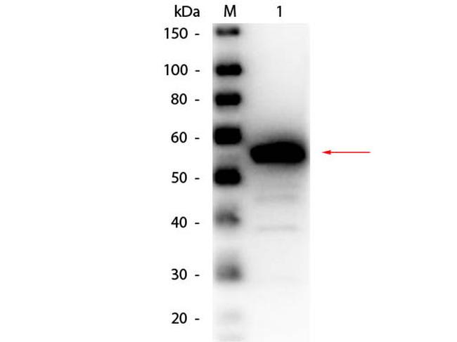 Esterase Antibody in Western Blot (WB)