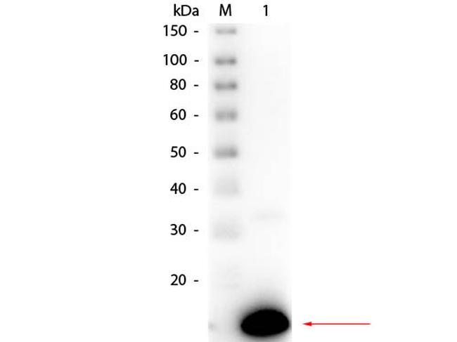 Ribonuclease A Antibody in Western Blot (WB)