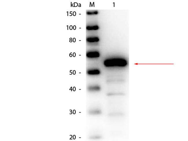 Esterase Antibody in Western Blot (WB)