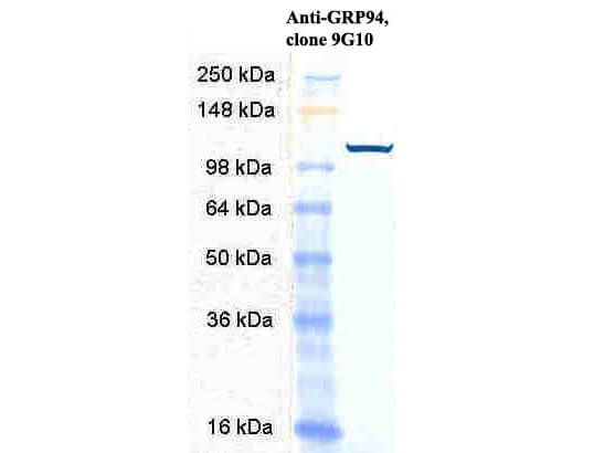 GRP94 Antibody in Western Blot (WB)