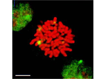 HSF1 Antibody in Immunocytochemistry (ICC/IF)