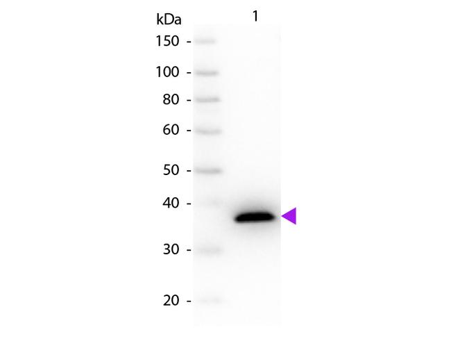 Malate Dehydrogenase Antibody in Western Blot (WB)