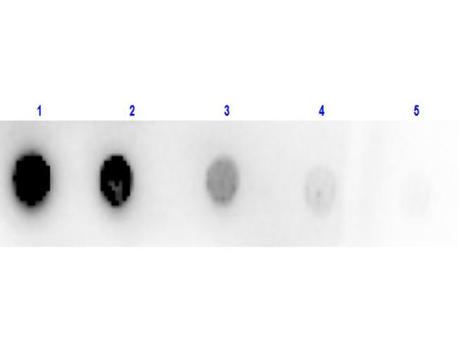 Glucose Oxidase Antibody in Dot Blot (DB)