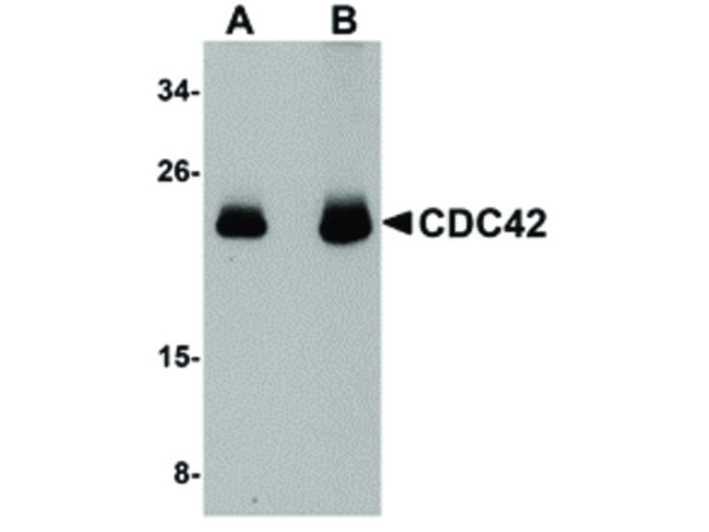 CDC42 Antibody in Western Blot (WB)