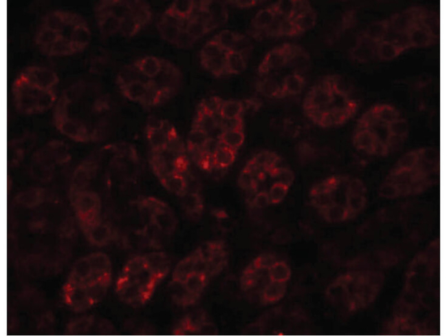 ENC-1 Antibody in Immunocytochemistry (ICC/IF)