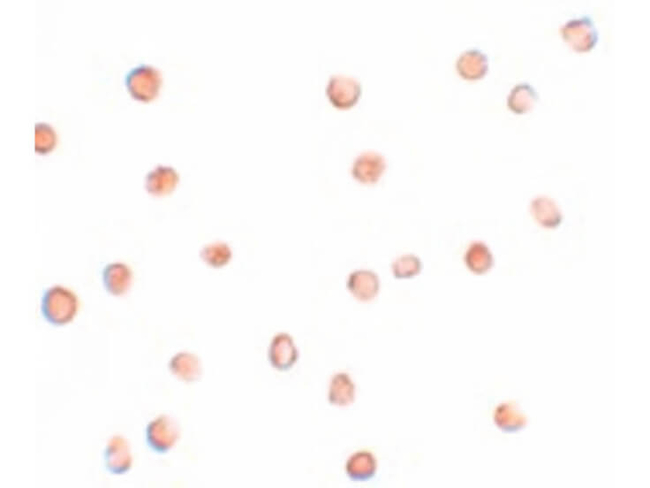 FAM82A1 Antibody in Immunocytochemistry (ICC/IF)