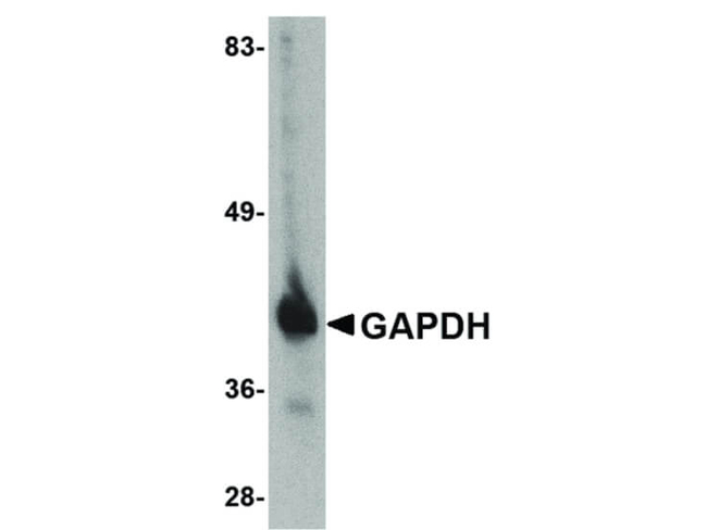 GAPDH Antibody in Western Blot (WB)